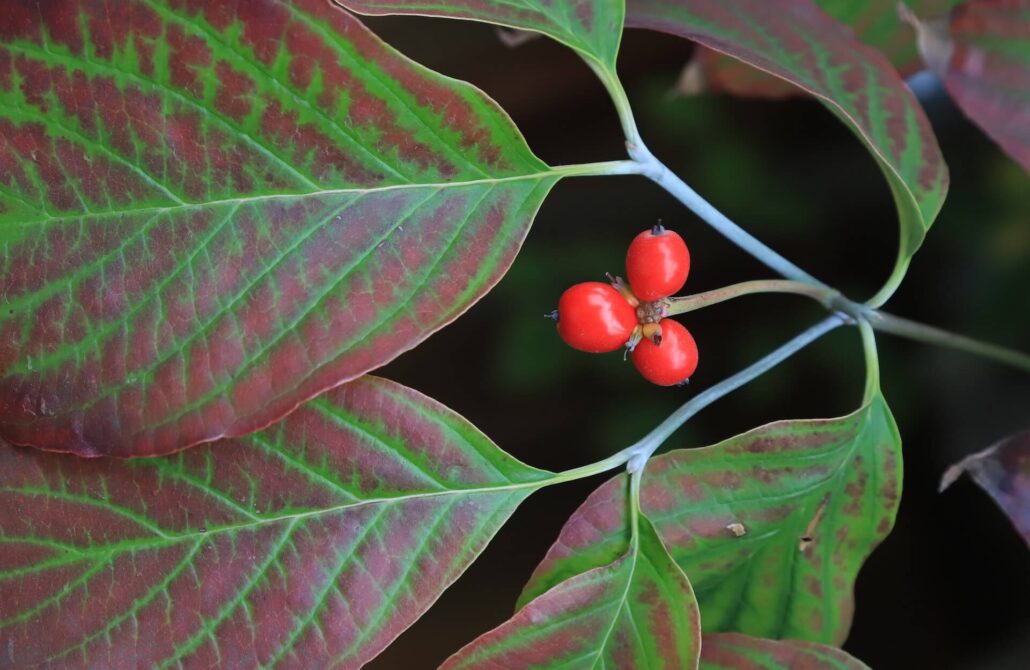 Dogwood berries