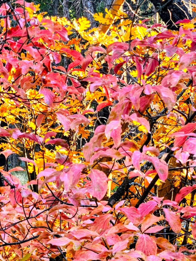 Fading but not gone by Jeff Titcomb