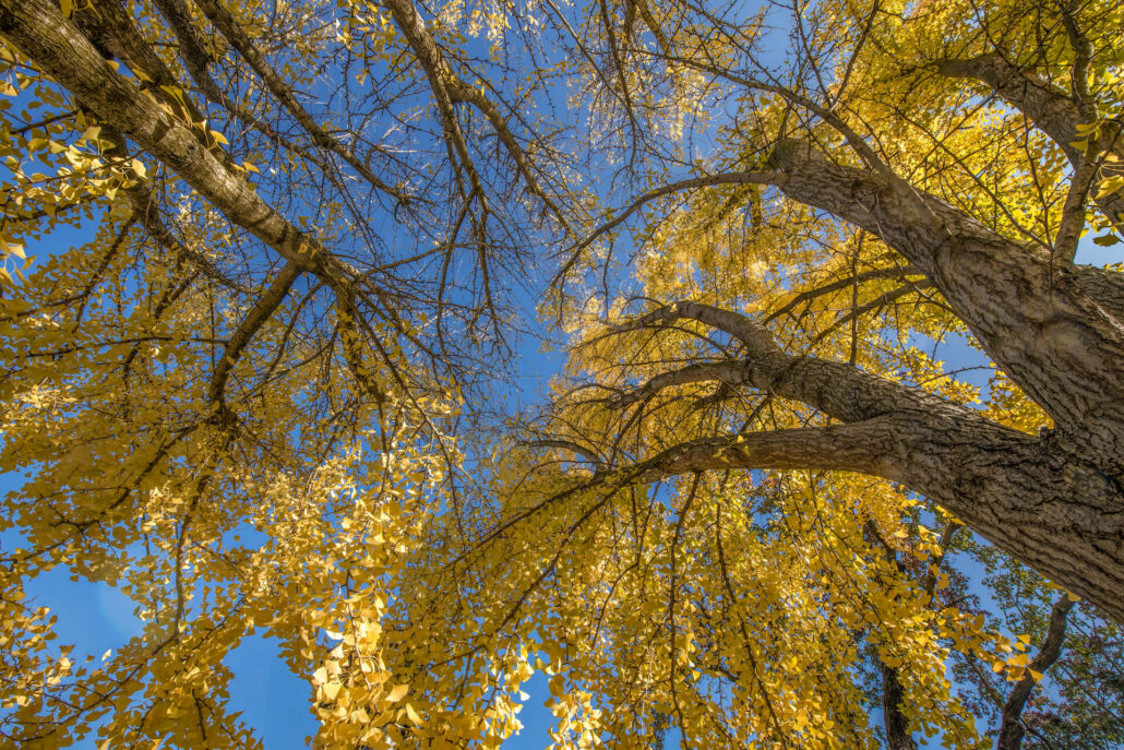 Ginkgo Canopy