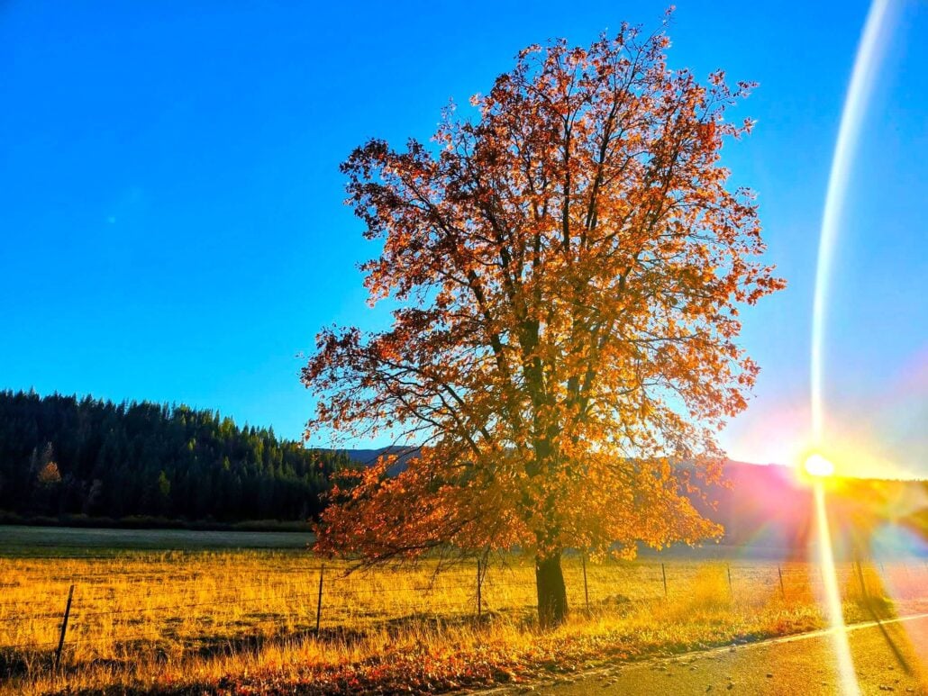 Golden meadow in sloat by jeff titcomb
