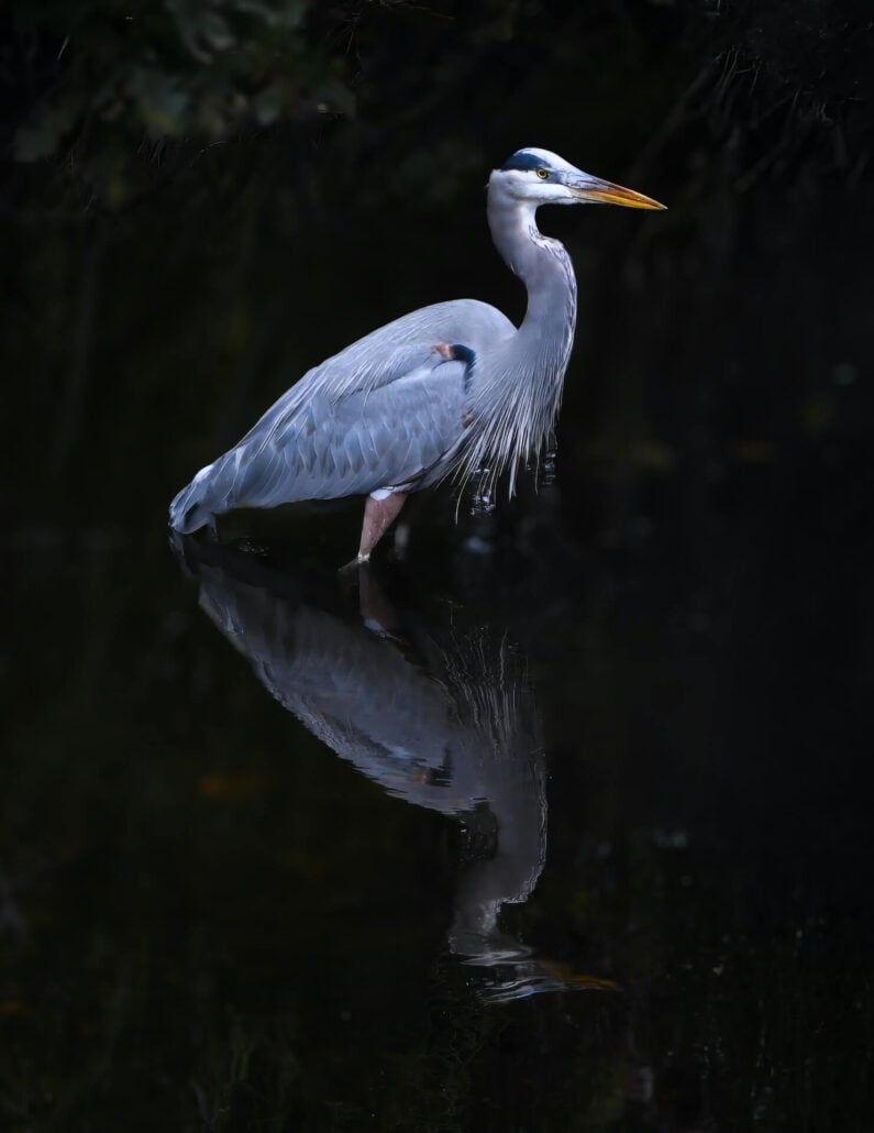 Great Blue Heron