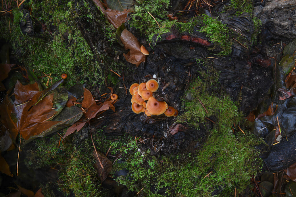 Lavezzola creek near downieville 2