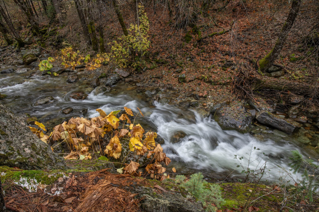 Lavezzola creek near downieville 3