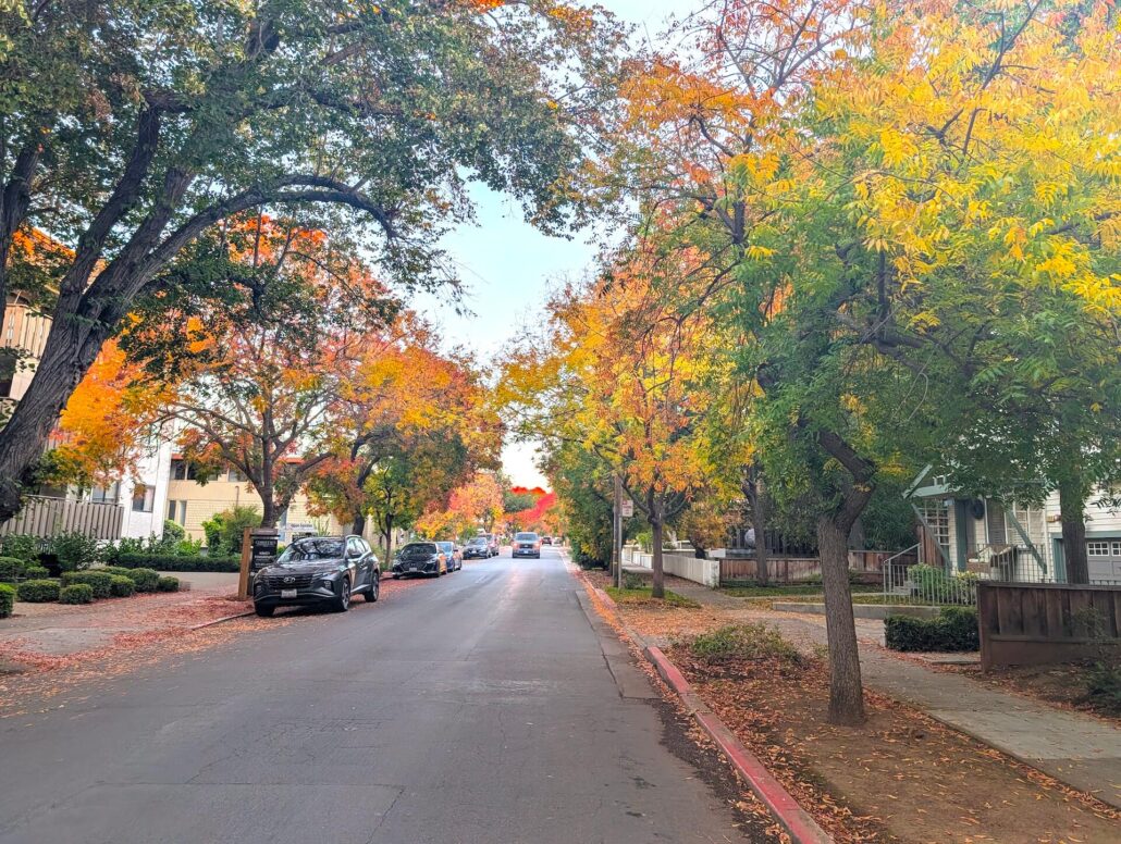 Los Altos Fall