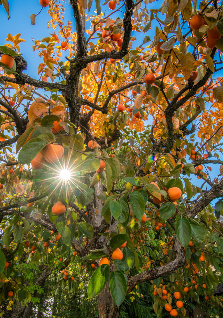 Persimmon tree apple hill