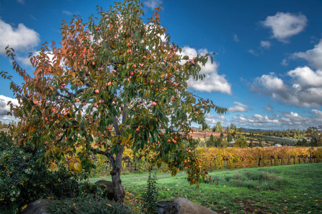 Persimmon tree and vineyard apple hill