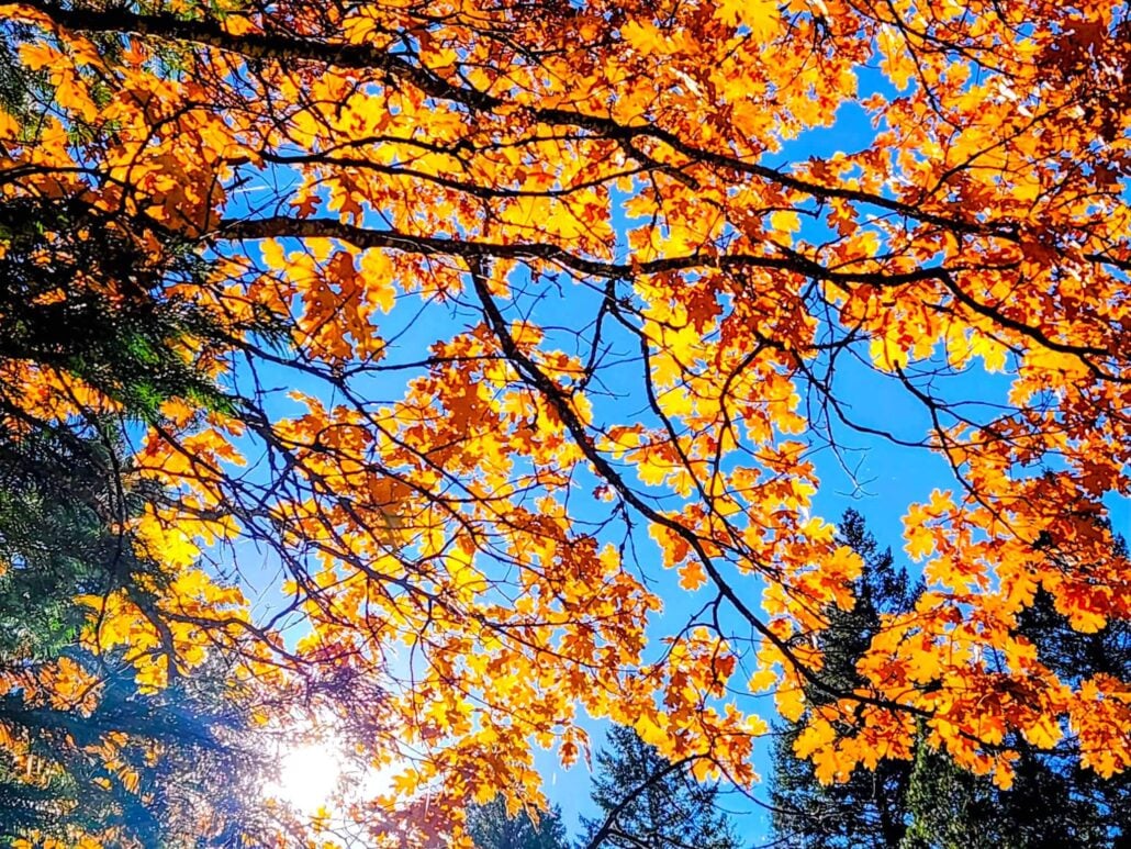 The oaks are near their peak as they continue to show off their color, by jeff titcomb
