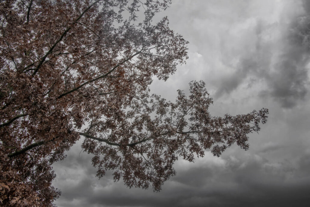 All The Leaves are Brown and the Sky is Gray