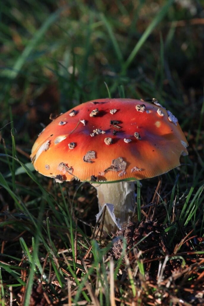 Amanita muscaria1