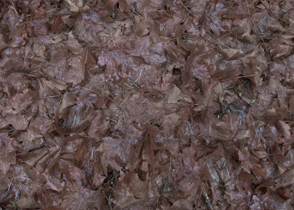 Big Leaf Maple North Fork Yuba