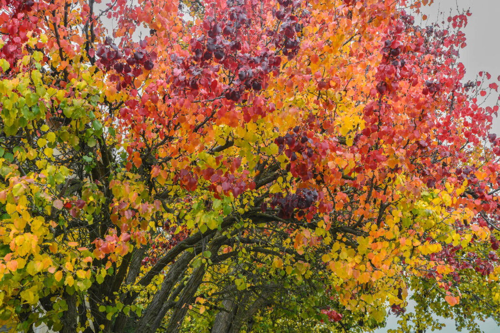 Chinese Tallow Rainbow
