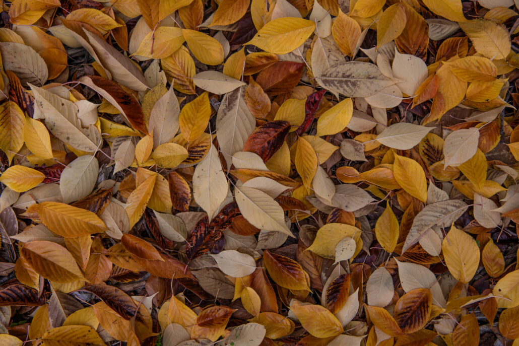 Leaf Litter