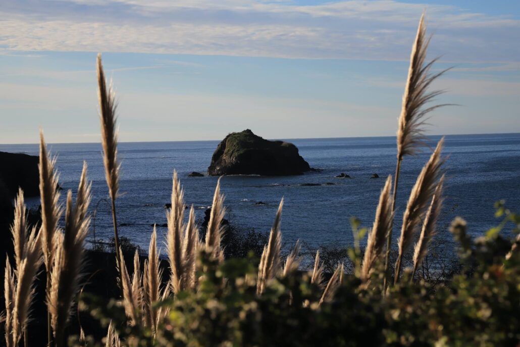 Pampas grass Little River