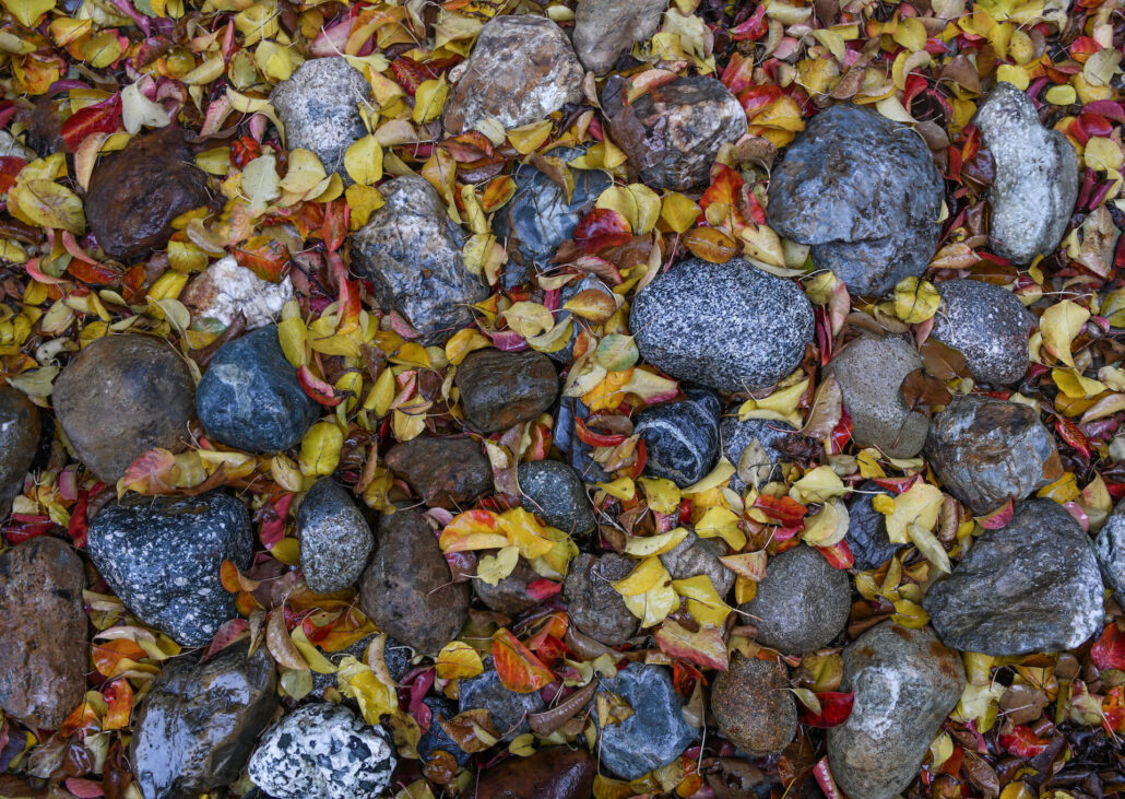 Rocks and Leaves