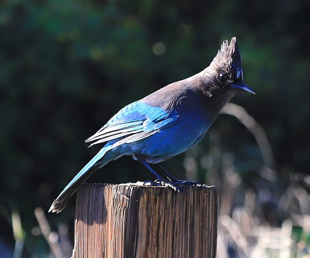 Stellers Jay