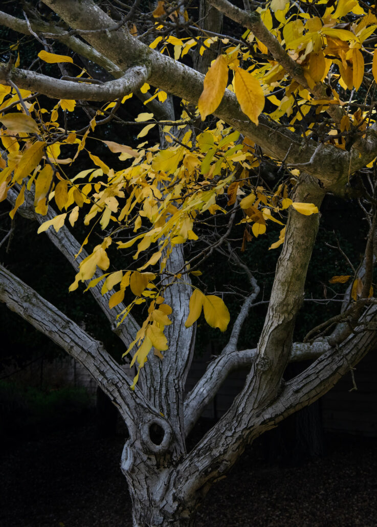 Walnut Tree