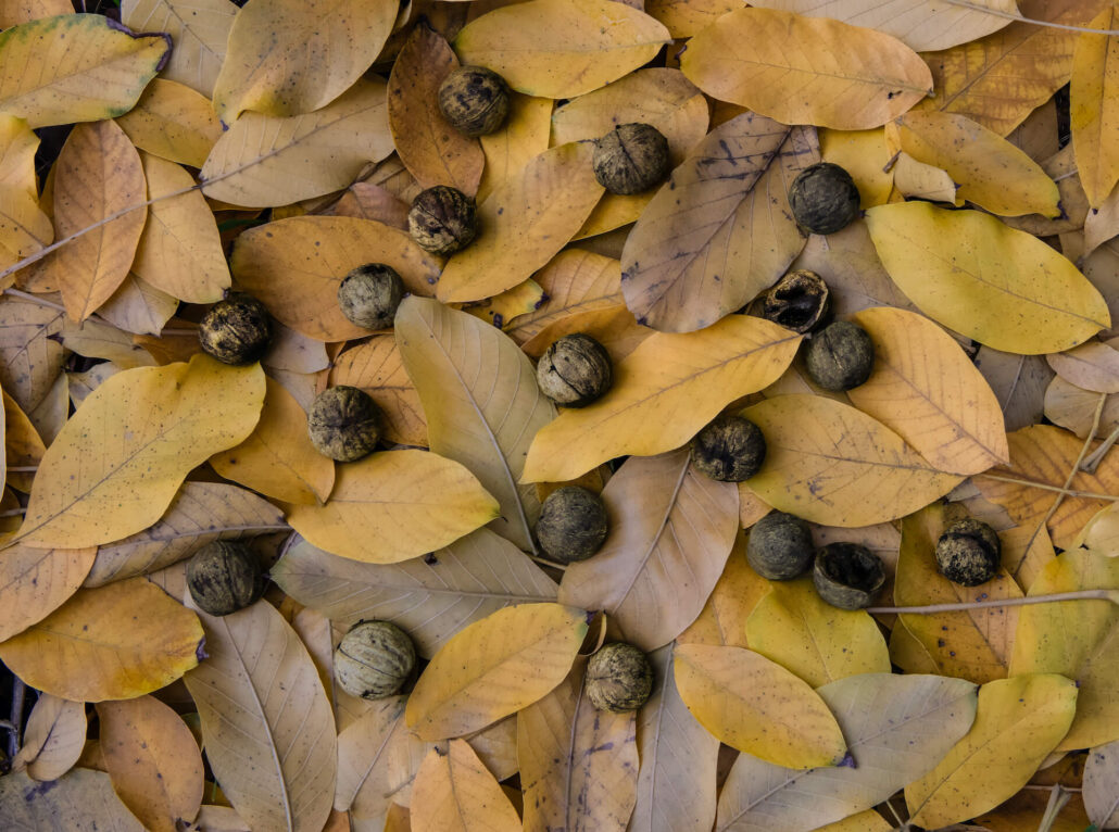 Walnuts and Leaves