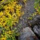 9 16 26 FallColors McGeeCanyon KimEspinosaMLT