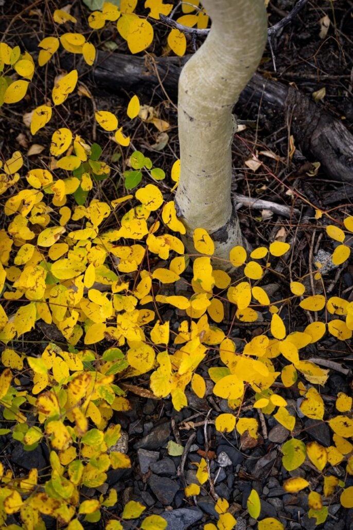 9 16 26 FallColors McGeeCanyon KimEspinosaMLT