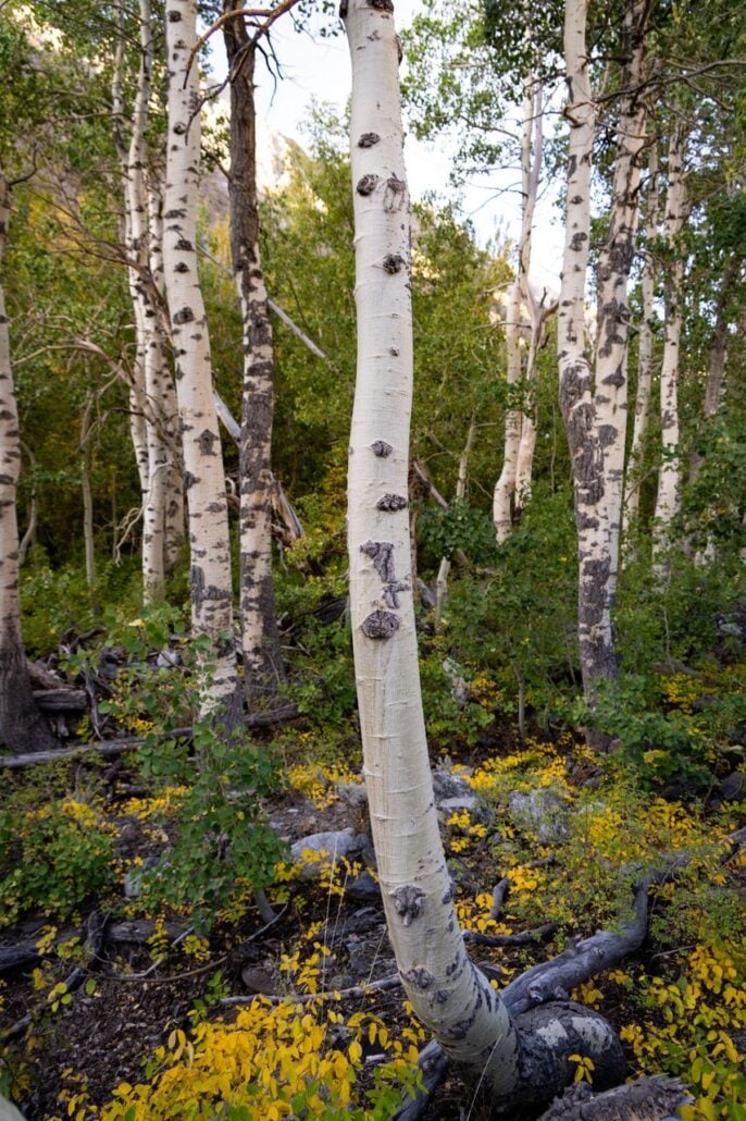9 16 26 FallColors McGeeCanyon KimEspinosaMLT