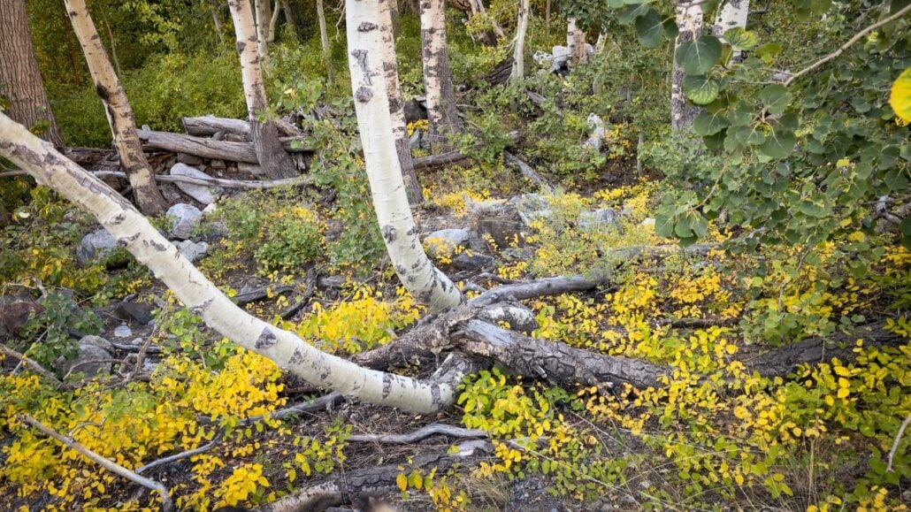 9 16 26 FallColors McGeeCreek KimEspinosaMLT