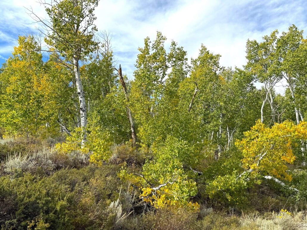 9.14.26 Lower Virginia Lakes Road Amanda Carlson Mono County Tourism
