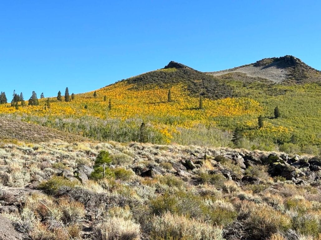 9.14.26 Sagehen Stephanie UrbanWolff Mono County