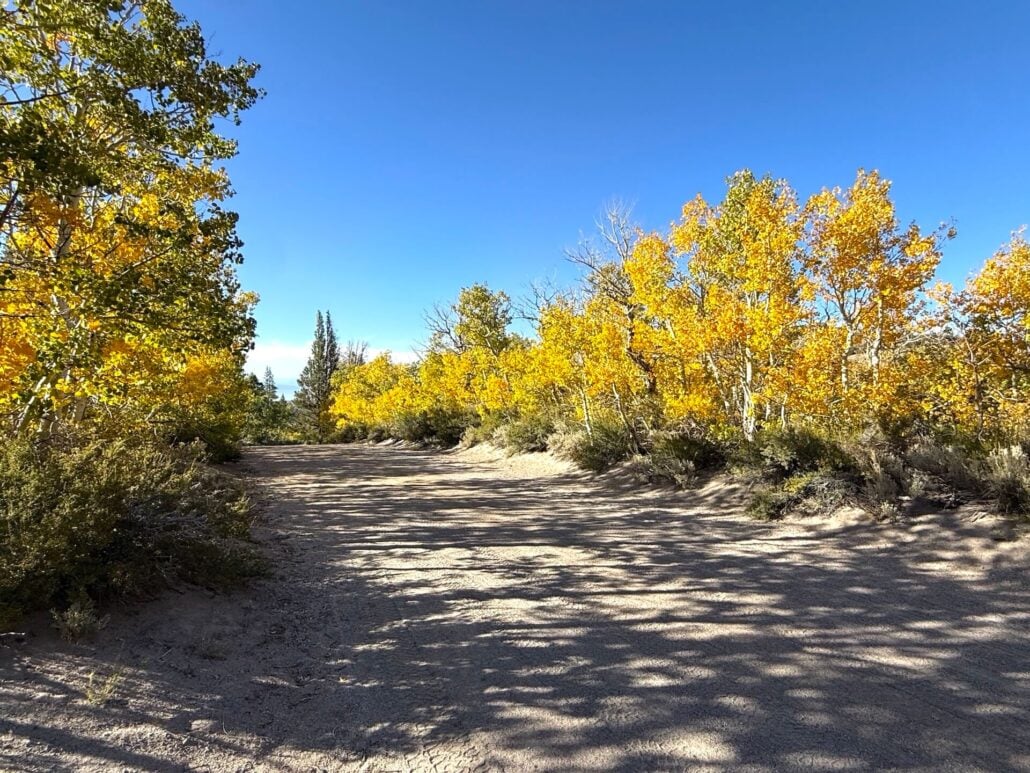 9.14.26 Sagehen Stephanie UrbanWolff Mono County2