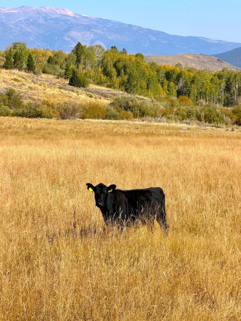 9.22.26 Conway Summit Cow Emily Bryant Mono County Tourism