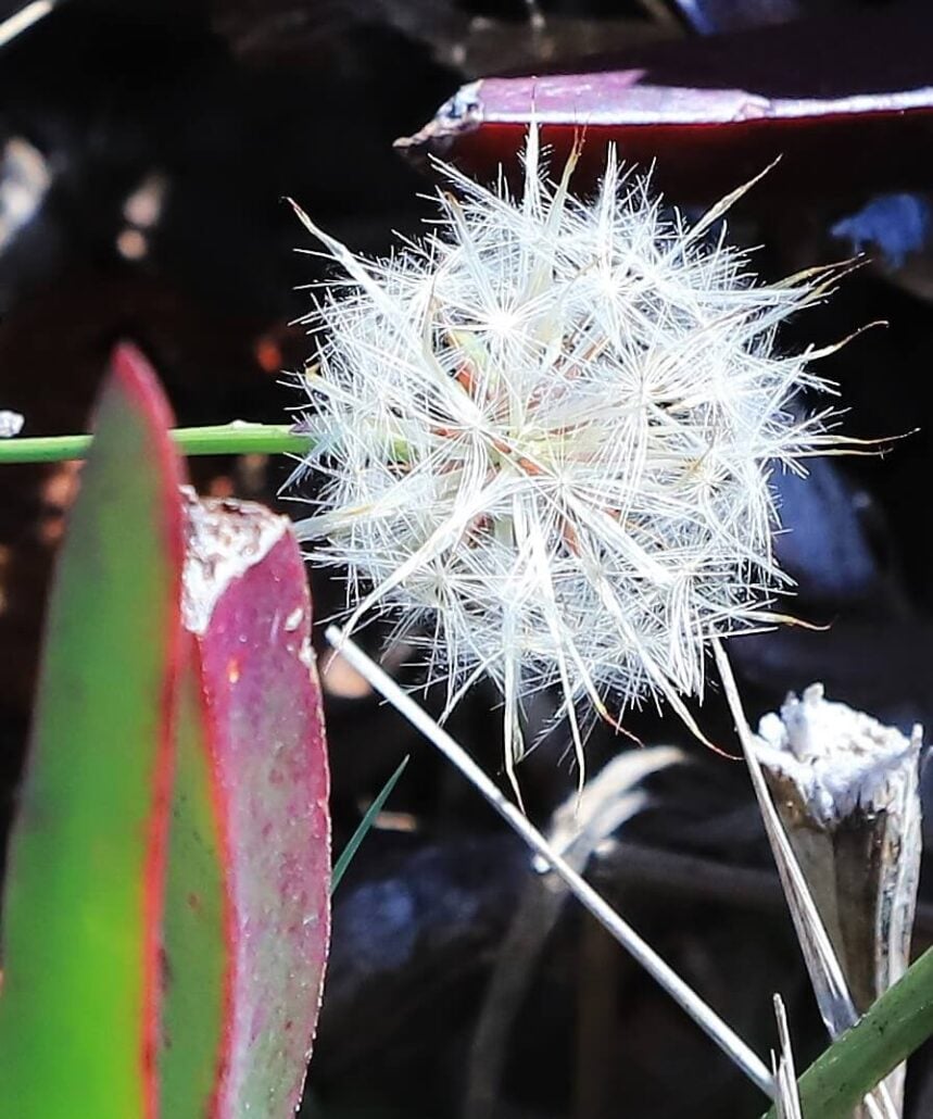 Dandelion