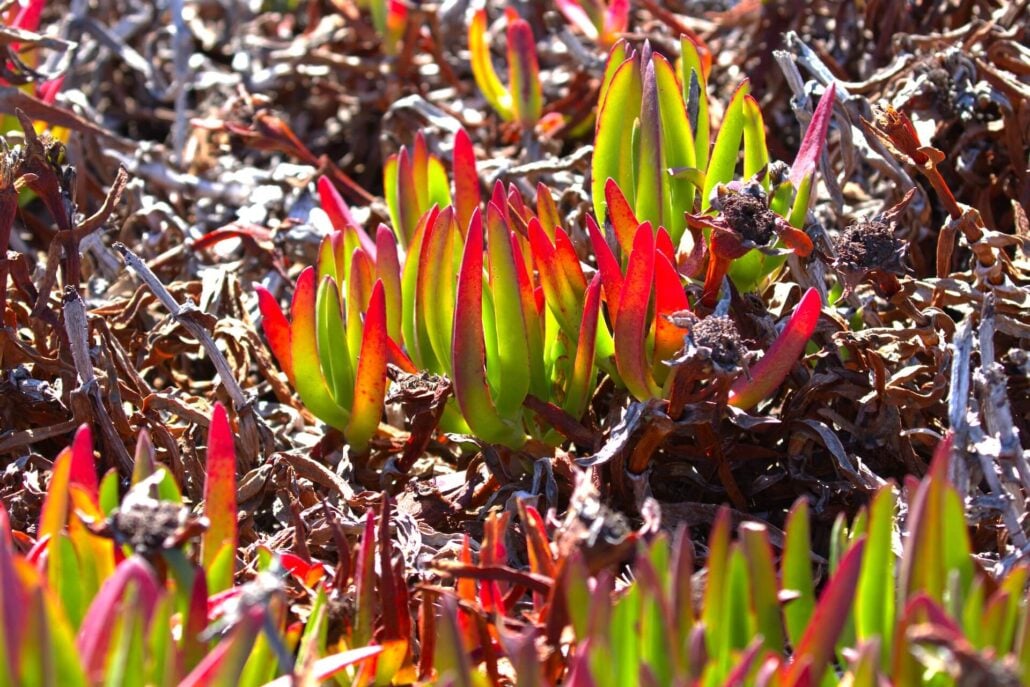 Ice Plant