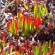 Ice Plant