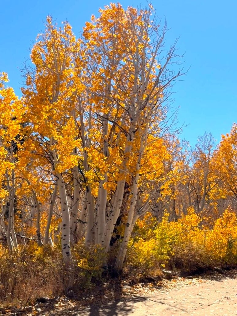 09.29.26 Dunderberg Meadow Road Emily Bryant Mono County Tourism