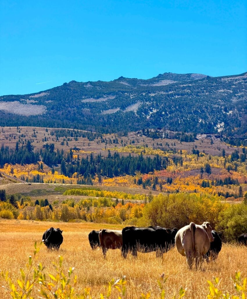 09.29.26 Dunderberg Meadow Road Emily Bryant Mono County Tourism