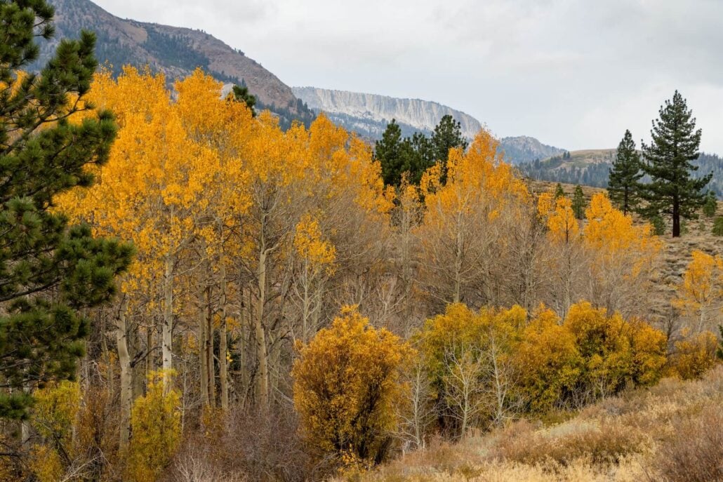 10 21 26 FallColors MammothLakes KimEspinosaMLT