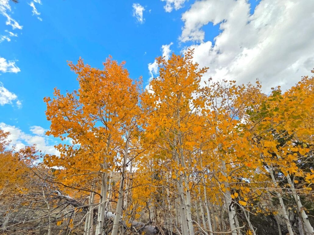 10.05.26 Green Creek Mono County Tourism