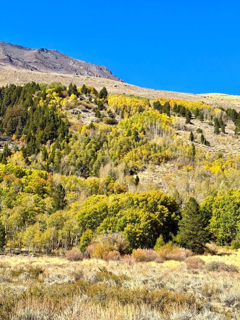 10.13.26 June Lake Loop Emily Bryant Mono County Tourism
