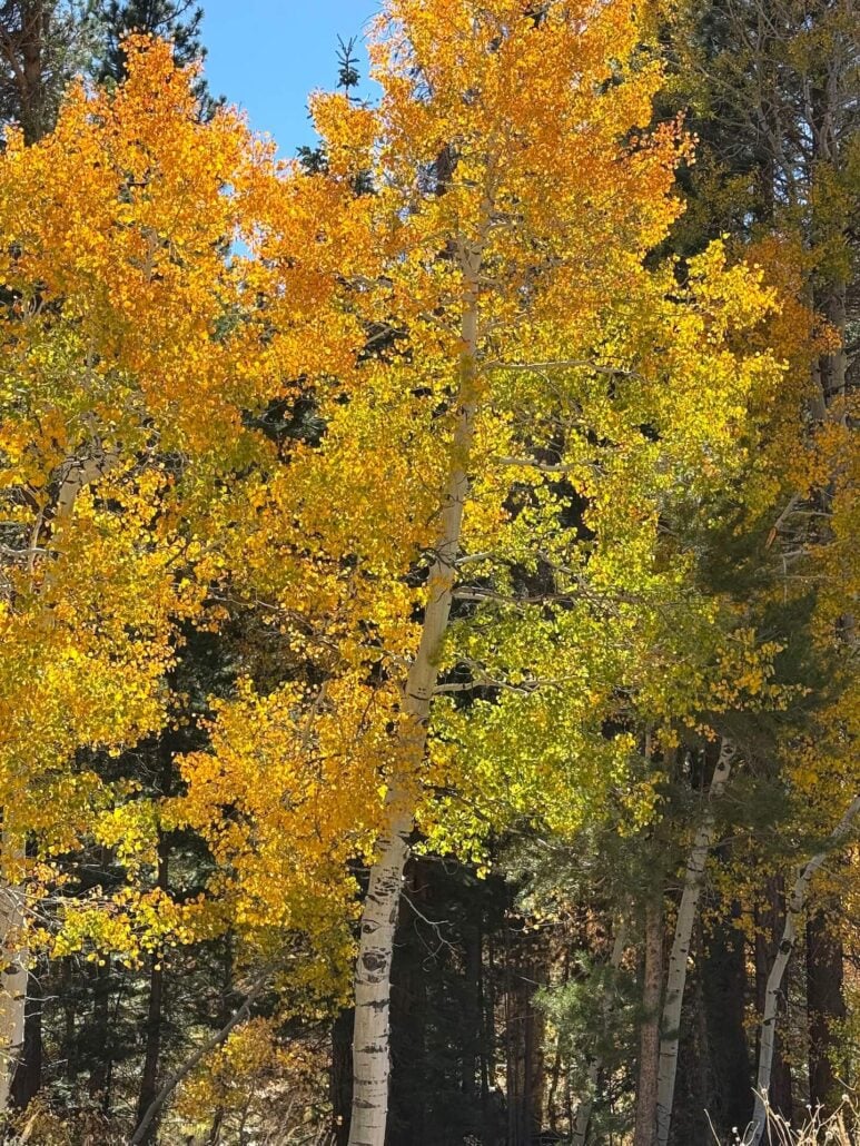 10.13.26 Lee Vining Creek Amanda Carlson Mono County Tourism