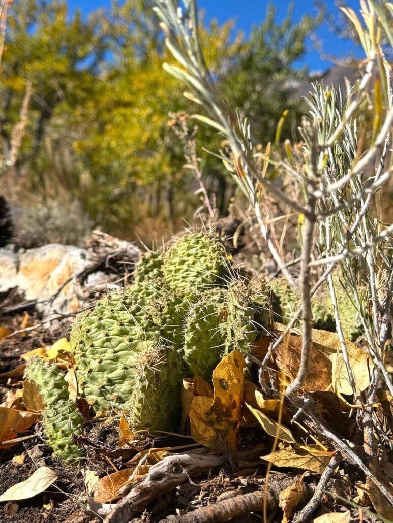 10.13.26 McGee Creek Emily Bryant Mono County Tourism 2