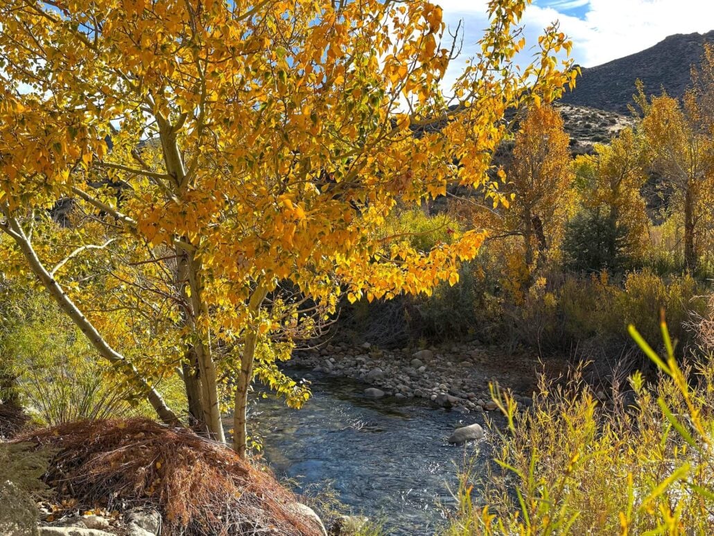 10.26.26 Walker River Amanda Carlson Mono County Tourism