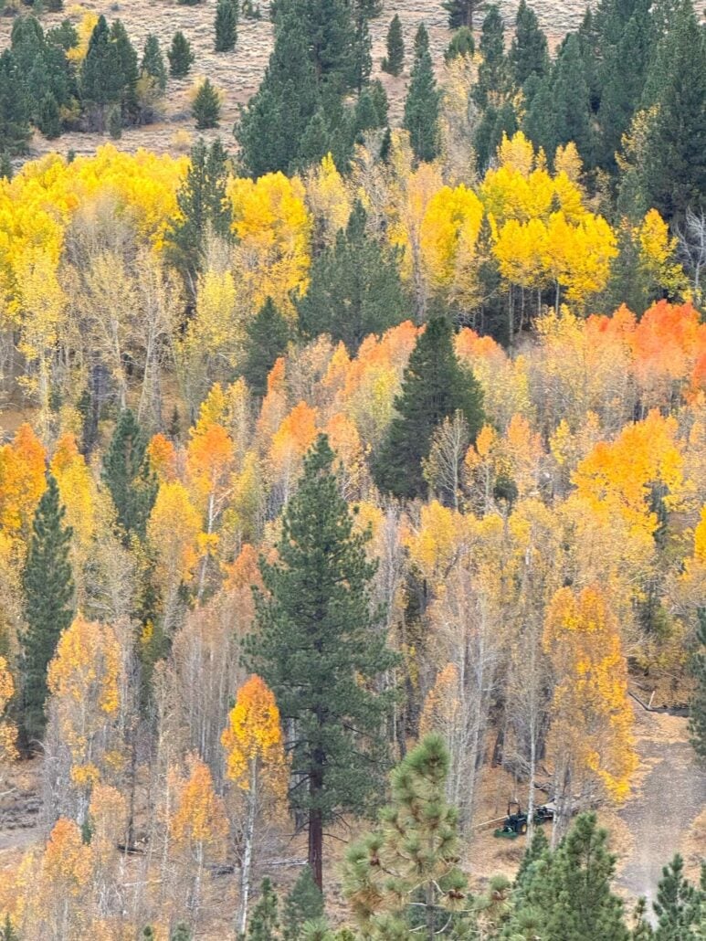 10.5.26 Sonora Pass Amanda Carlson Mono County Tourism