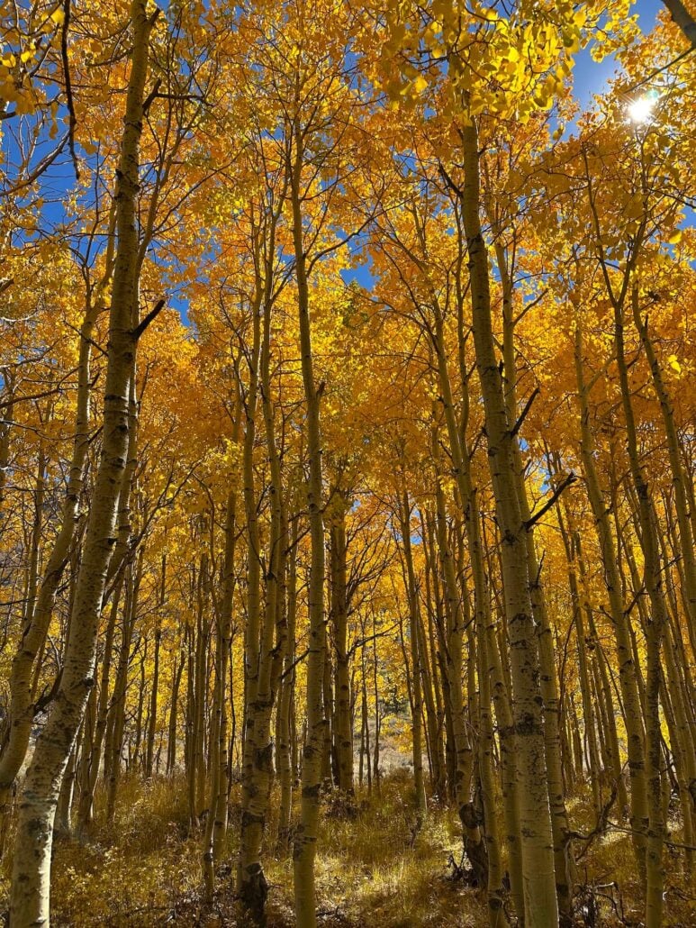 2026 10 7 middle fork