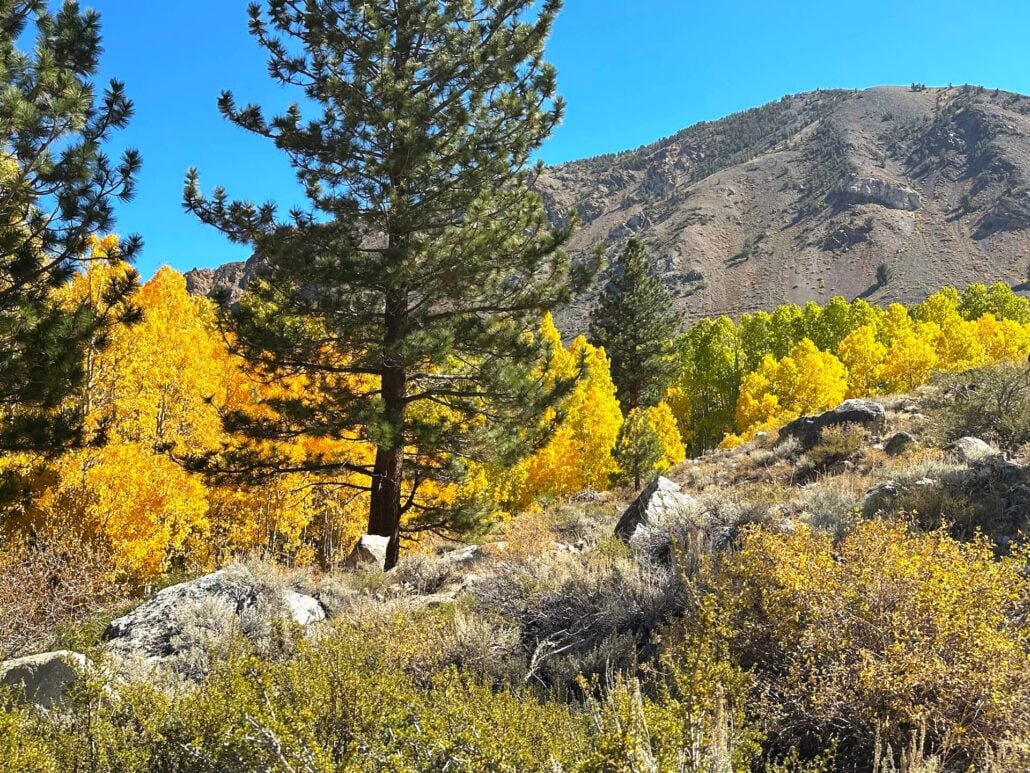 2026 10 7 middle fork