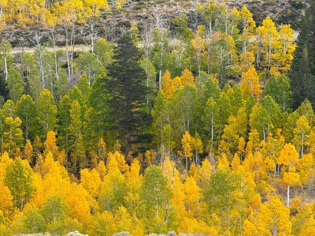 9.28.26 Virginia Lakes Amanda Carlson Mono County Tourism