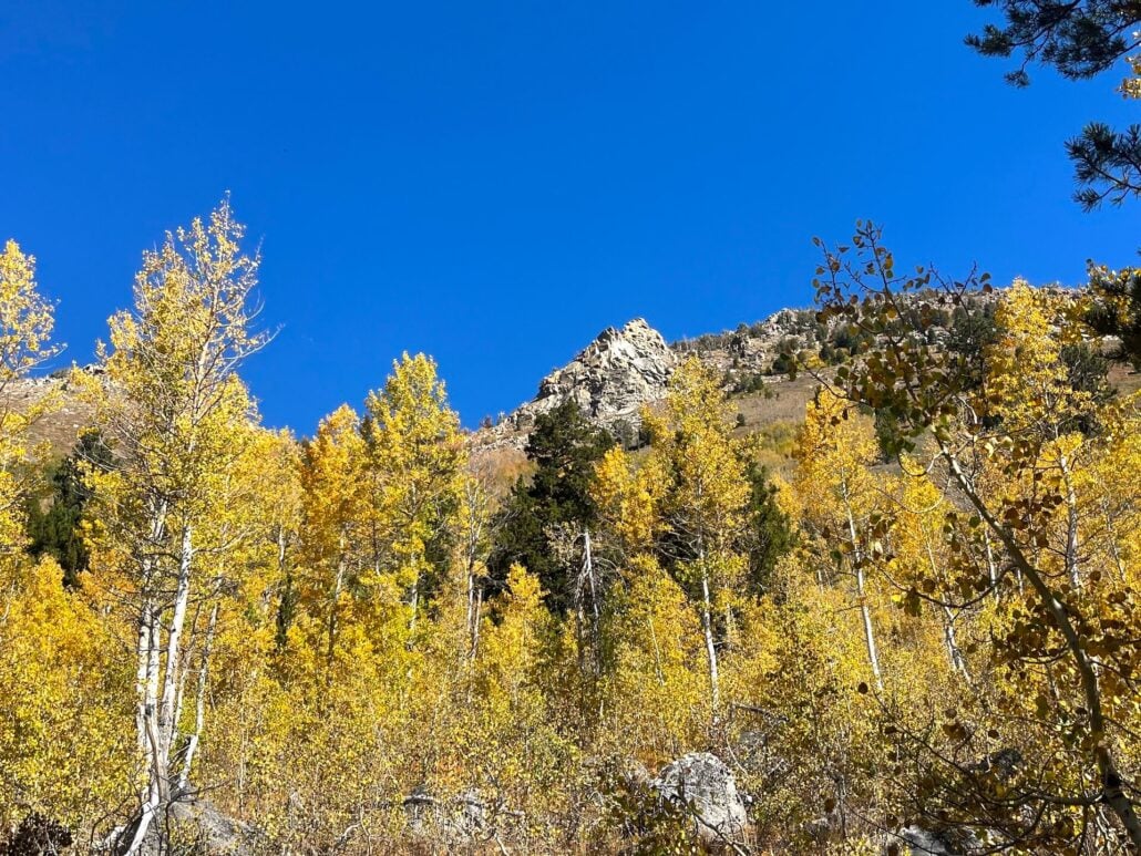 Big Meadow4