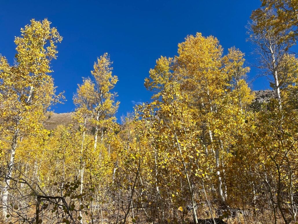 Big Meadow5