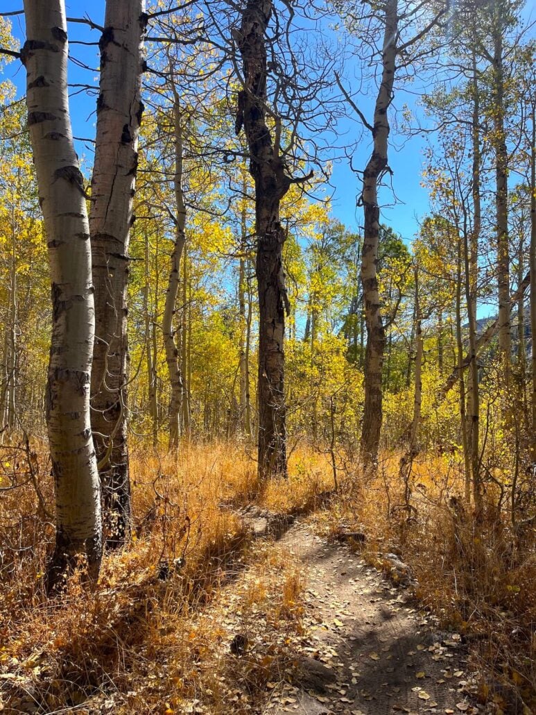 Big Meadow7