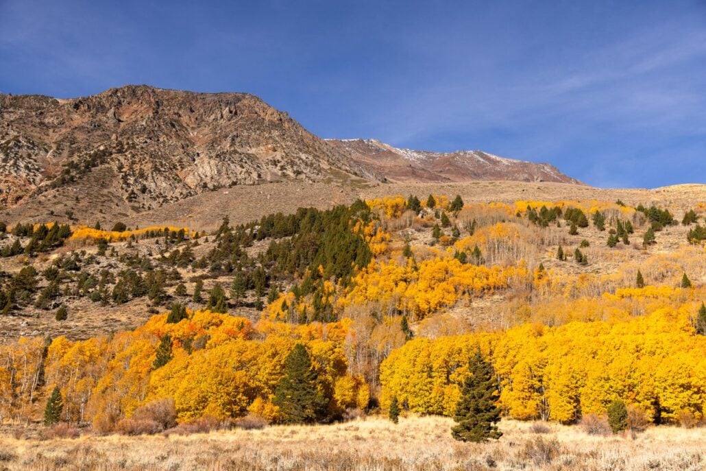 June Lake Fall Colors (10 28 26) Credit Samantha Lindberg Mammoth Lakes Tourism