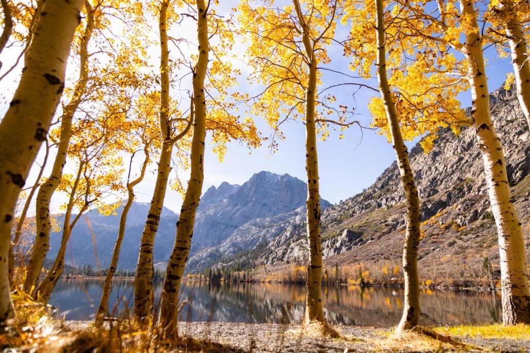 June Lake Fall Colors (10 28 26) Credit Samantha Lindberg Mammoth Lakes Tourism