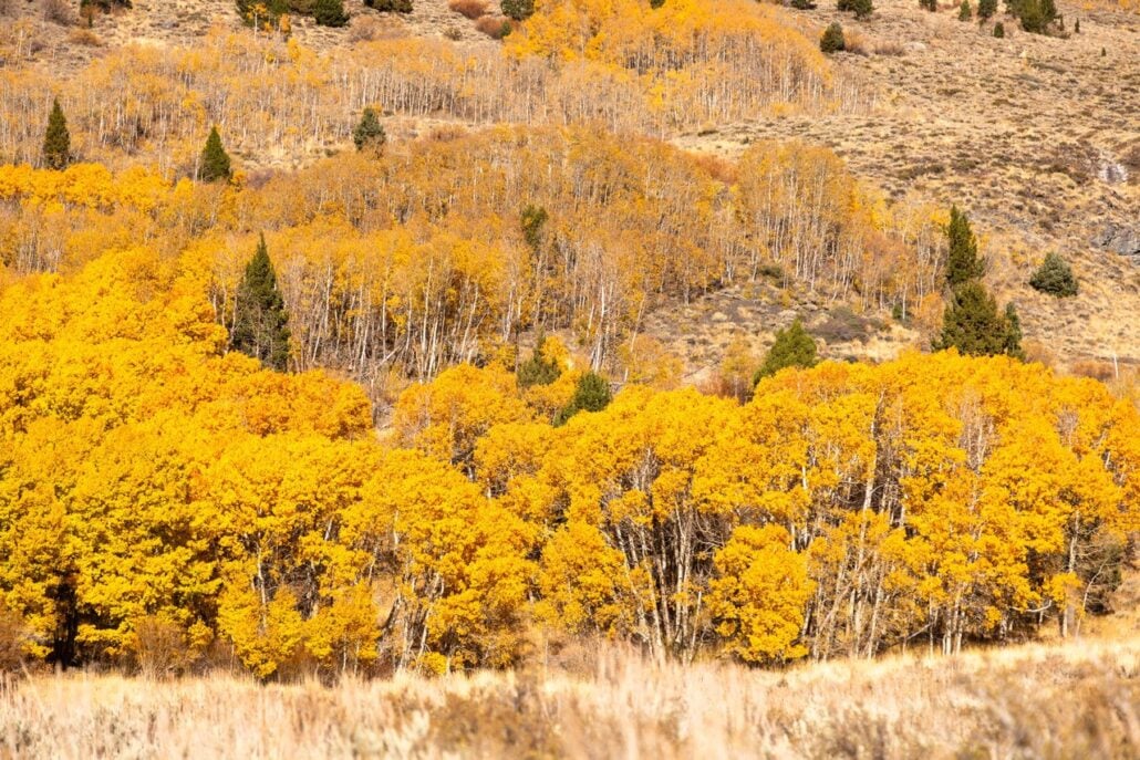 June Lake Fall Colors (10 28 26) Credit Samantha Lindberg Mammoth Lakes Tourism